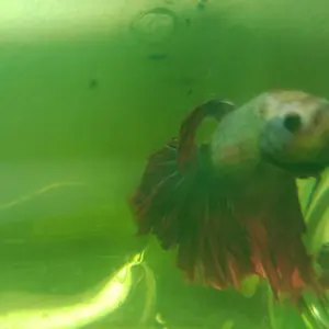 ASLI CUPANG HALFMOON Hiasan kamar lucu hiasan meja kerja SERIT PLAKAT DUMBO EAR
