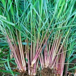 bibit seray merah wangi super siap tanam