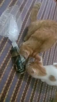 Product Review of Rebusan Rumput helikopter untuk kucing natural immune support cat supplement from W** S**i 0