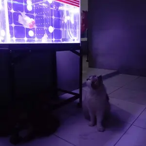 Lampu celup Kandila Balance 3x ganti mode warna B 020 030 040 050 060 aquarium