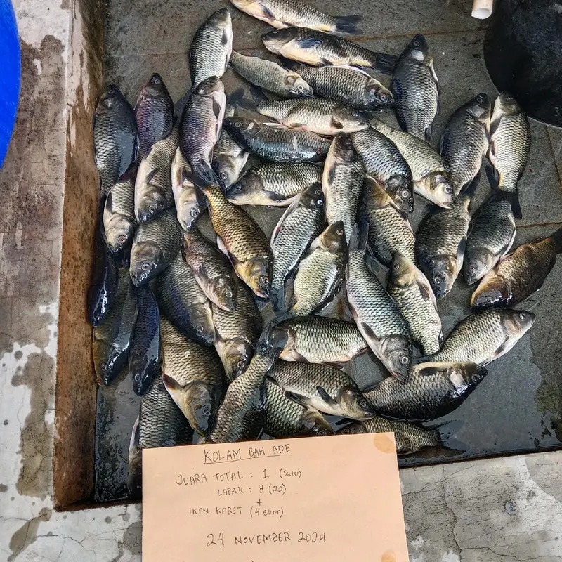 Umpan Ikan Mas Karuhun Full Amis 1