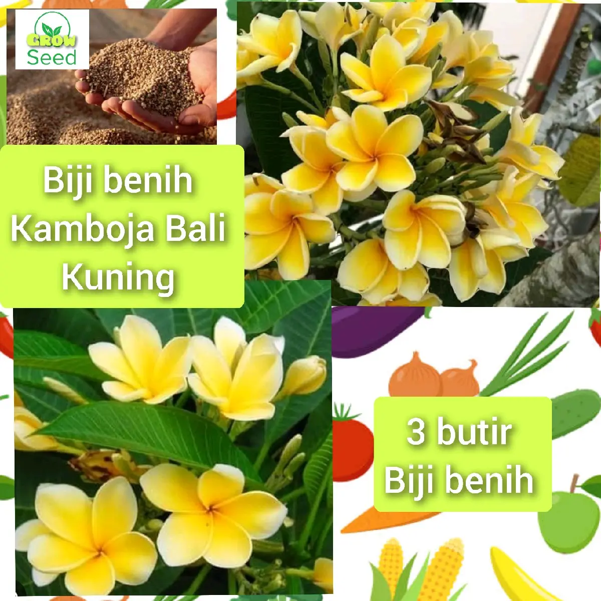 3 butir biji benih tanaman bunga Kamboja Bali kuning siap semai