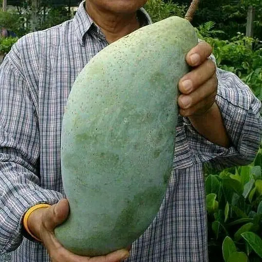 Bibit Tanaman Mangga Kiojay