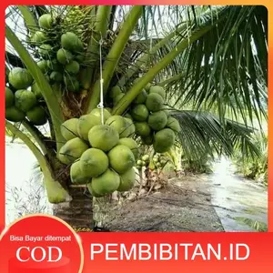 Bibit kelapa wulung / Tanaman kelapa hijau wulung / kelapa ijo asli