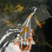 Gambar ikan koi blitar /kujaku 40 cm / cemani farm dari cemani farm koi Kota Administrasi Jakarta Selatan 3 Tokopedia