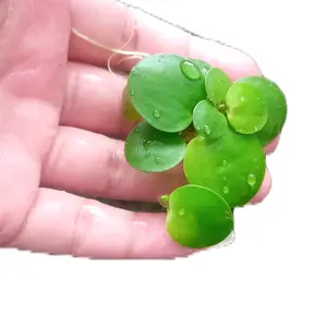 frogbit tanaman apung aquascape/hiasan akuarium