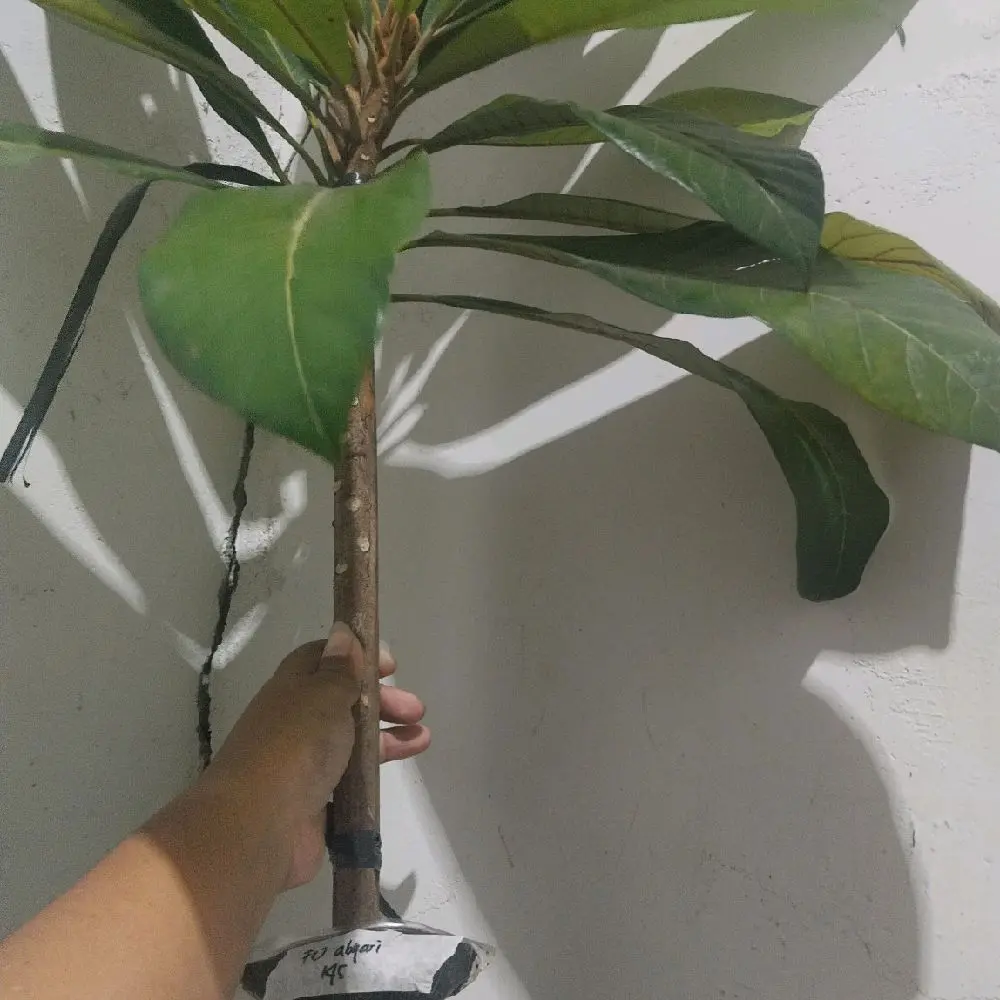 FC Mamey Sapote Magana - Tanaman Hias dengan Daun Hijau Cerah dan Batang yang Kuat