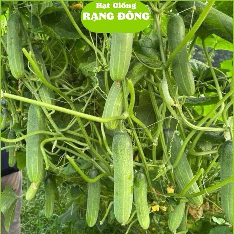  Hạt giống Dưa Leo Lai F1 9339  gói 1gr khoảng 35 hạt  trái dài 12-15cm giòn ngọt nhiều trái trồng quanh năm 