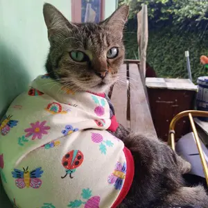 Kama Ratu Baju Kucing Lucu 5Ribuan Kaos Katun Spandek Adem & Lentur Rekomended Kualitas Terbaik