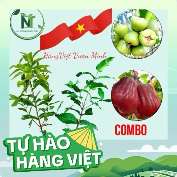 Combo Cây Giống Mận Xanh Đường Sóc Trăng Và Mận Hồng Sóc Trăng Cây Chui Cành Trái Giòn Ngọt Trái Nhiều dễ trồng ăn quả
