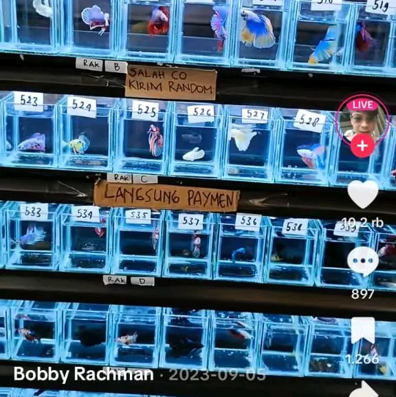 Bobby Rachman live(Sesuai Nomor)