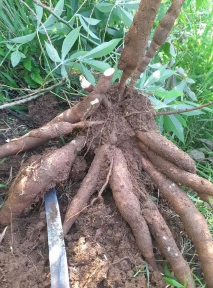 Product Introduction of Singkong pulen enak manis singkong mentah 1kg 1