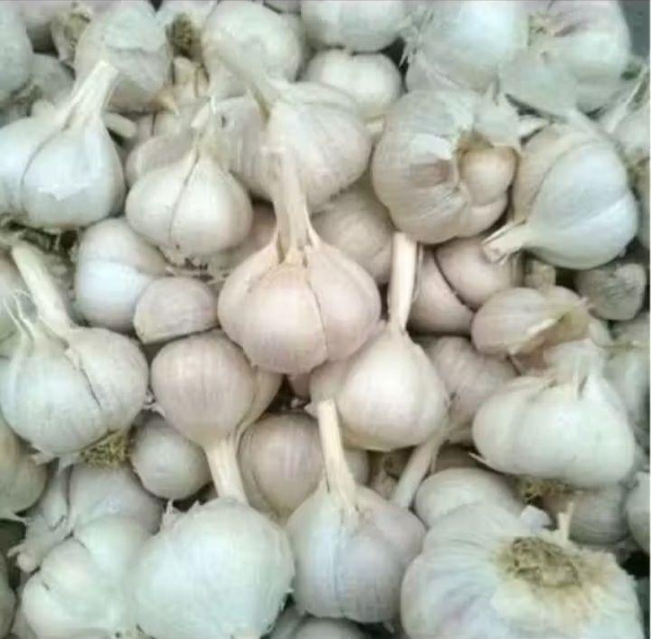 BAWANG PUTIH KATING UTUH. MASIH ADA BONGGOL