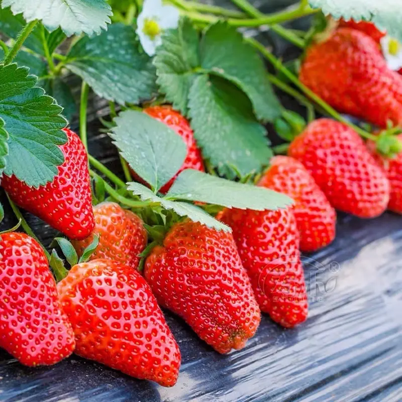 250 SEED - Four Season Benih Strawberry Empat Musim