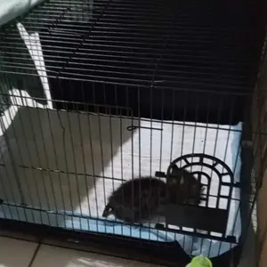 KANDANG TERNAK MINI SERBAGUNA