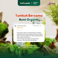 Gambar TEH DAUN KELOR 50G - BUMI ORGANIK dari Bumi Organik_NEW Kota Bogor 5 Tokopedia