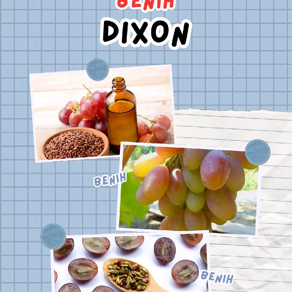 benih anggur dixson di jamin valid siap tanam