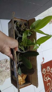 Product Review of RIEKE ARTIFICIAL PLANT ANGREK CATTY 6 PCS - KUALITAS TERJAMIN ESTETIK from R**a 0