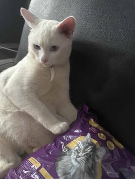 Product Review of Makanan Kucing Bolt 800gr dan 1kg All Varian Repack Adult dan Kitten whiskas from 🌬**𝖆 1