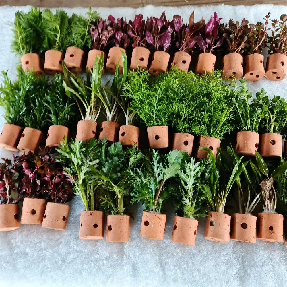 15 pot tanaman sitentis hiasan akuarium paket di mix akuwarium harga untuk 15 pot