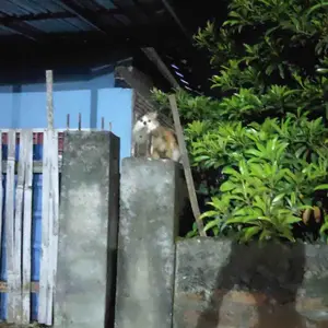 Remov Cat Training Efektif Melatih Mendisiplinkan Pee Poop Pipis Buang Air Sembarangan Kucing Liar Anabul Tidak Beracun 250ml