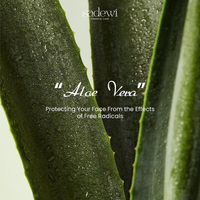 SADEWI ESSENTIAL - UMA BODY LOTION, SCRUB, WASH 2