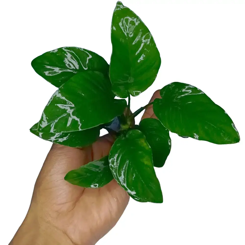 Replika Anubias bartery induk hiasan akuarium dekorasi aquascape