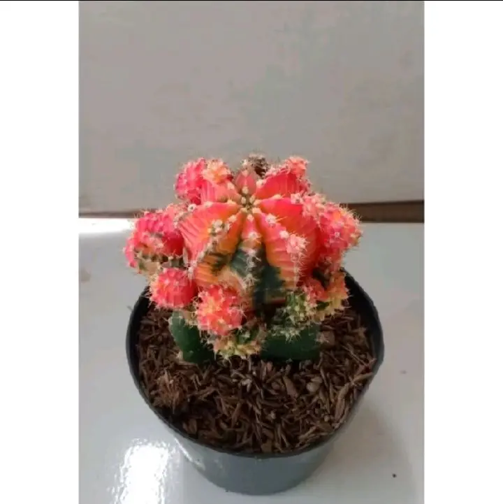 Caktus Ghimno Tricollor Tanaman Indoor/Outdoor Perawatan Mudah 0