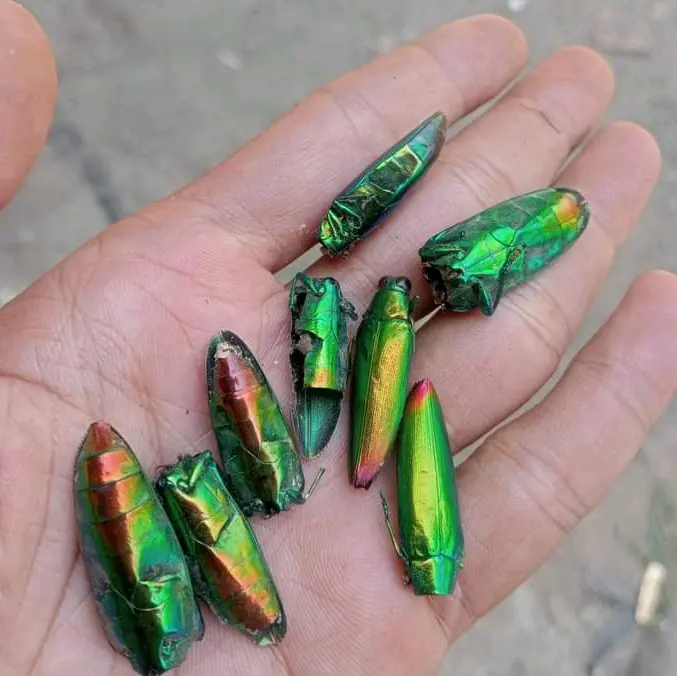 samber lilin ngurak aksesoris pilihan terbaik samber iler ampuh