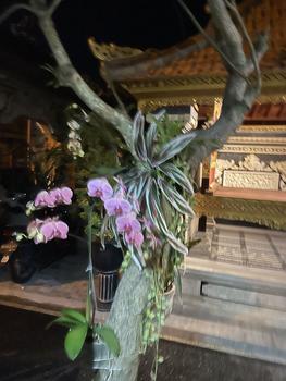 Product Review of Daun pakis atau daun hanjuang artificial from K**a 0