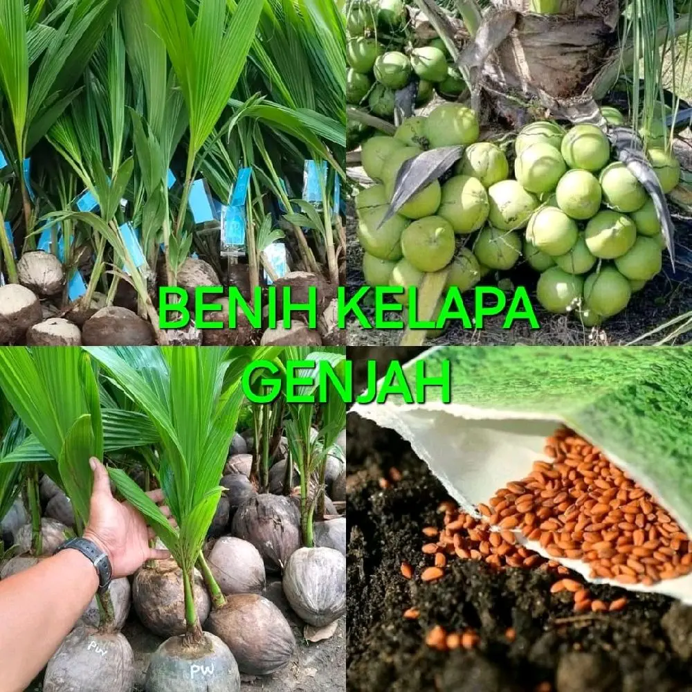 BENIH TANAMAN KELAPA GENJAH HIJAU ASLI (ORIGINAL) BERKUALITAS NO 1