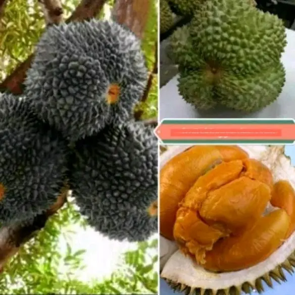 Anak Pokok Durian Duri Hitam 2.5 Kaki Dalam Polybag Besar (10x12) West Malaysia - Buah Buahan