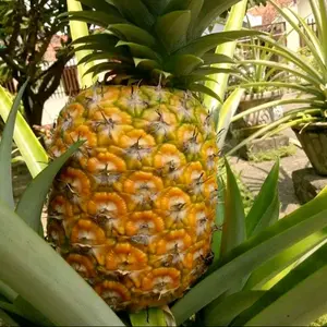 bibit nanas madu jumbo super premium tanpa duri