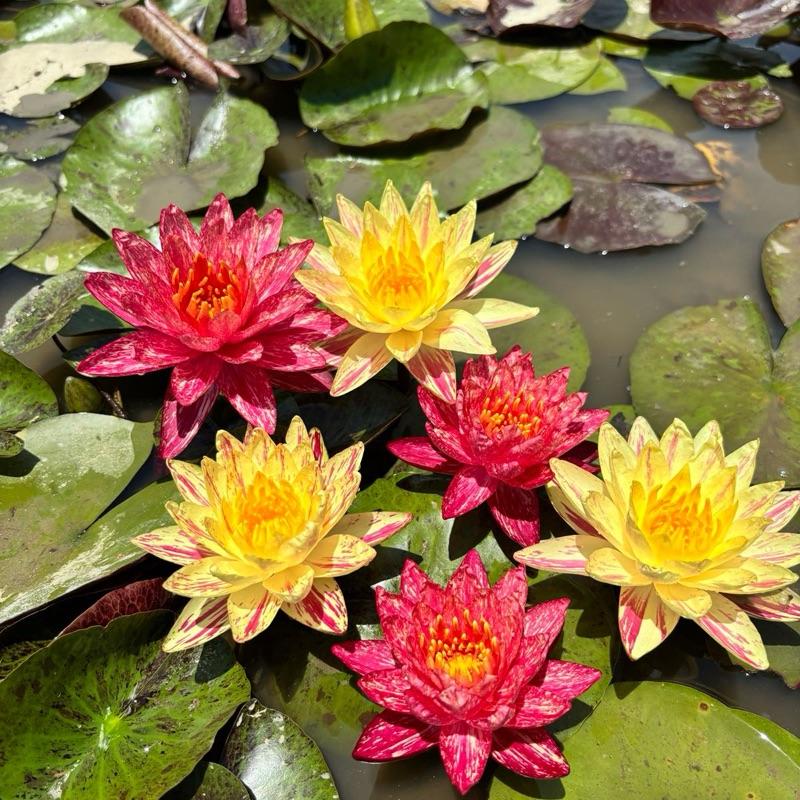 Hoa S.úng thái lan ( combo 1 wan + 1 panane cây giống chưa hoa )