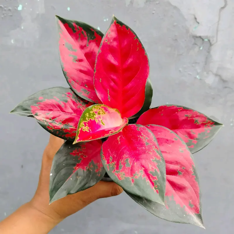 Aglonema Suksom jaipong Daun 8 0