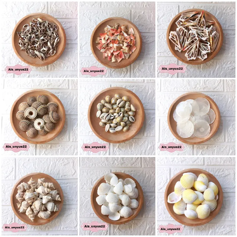 Bahan cangkang Kerang / Bahan prakarya / Bahan untuk kerajinan tangan 2