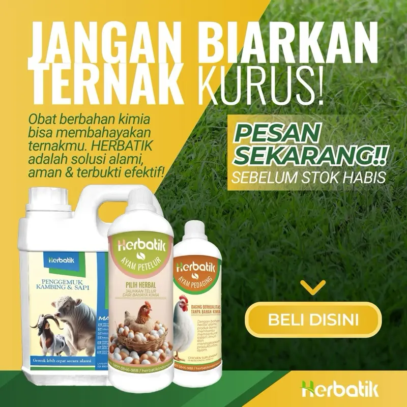 (500 ml) Herbatik Pengemuk Sapi & Kambing - Bobot Naik Cepat, 100% Herbal Alami, Tanpa Efek Samping! 4