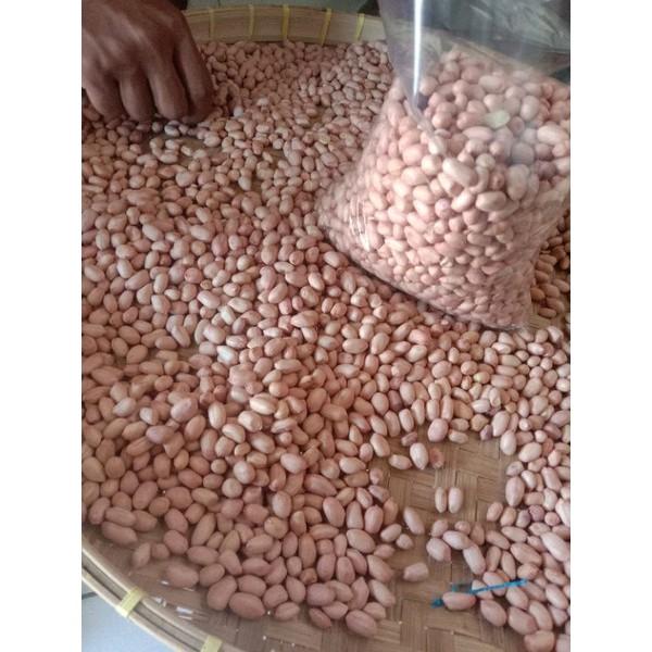 500gram bibit benih kacang tanah super//kacang tanah super cepat tumbuh Tanaman 4