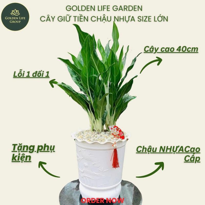 Size To Cây Giữ Tiền lớn Chậu nhựa cứng decor trang trí nhà văn phòng công ty. Cây phong thuỷ may mắn tài lộc