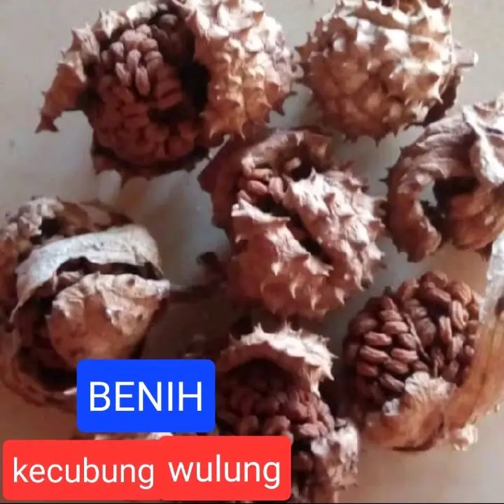 Benih biji buah kecubung(isi 25/50 biji buah)