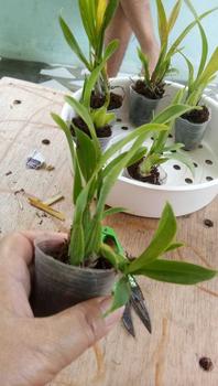 Product Review of pot merah anggrek harga serba seratus ribu from B**a 0