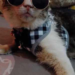 Kacamata Kucing/Kacamata Pelindung Sinar UV untuk Anjing / Kucing