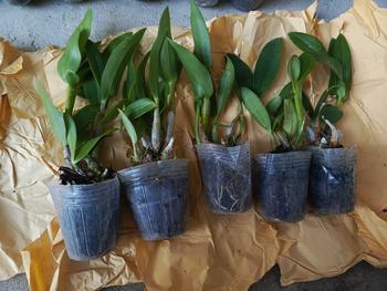 Product Review of RIEKE ARTIFICIAL PLANT ANGREK CATTY 6 PCS - KUALITAS TERJAMIN ESTETIK from V**y 8** 0