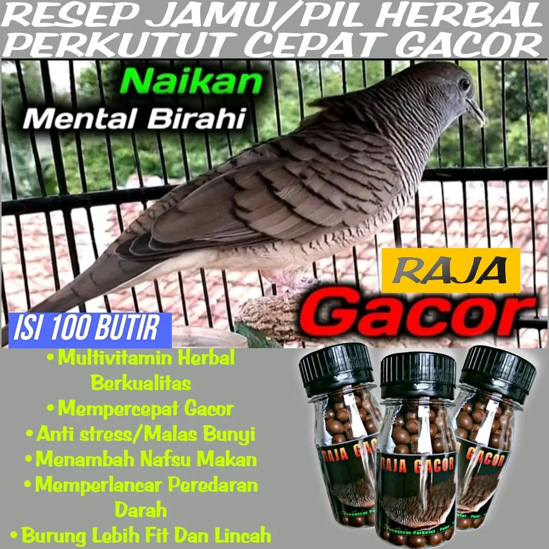 JAMU PERKUTUT RAJA GACOR ISI 100 BUTIR obat malas bunyi nutrobird crystal pils APBN jos jpj  vitamin