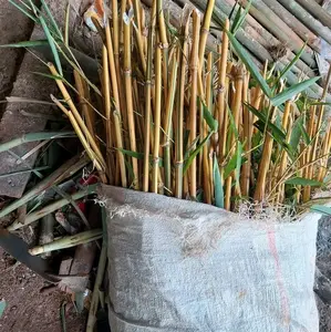 bibit stek bambu kuning per 1 batang 3000