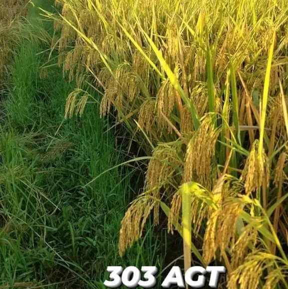 Benih Padi 303 Agt Original Kemasan 1 Kg 3