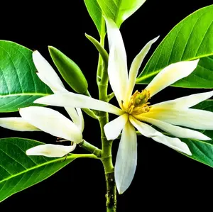 Bibit Bunga Kantil Putih Super Premium untuk Taman Rumah Anda