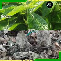 Gambar Daun Keji Beling Kering 500grm Pecah Beling dari Jayashoope09 Kab. Bandung Barat 3 Tokopedia