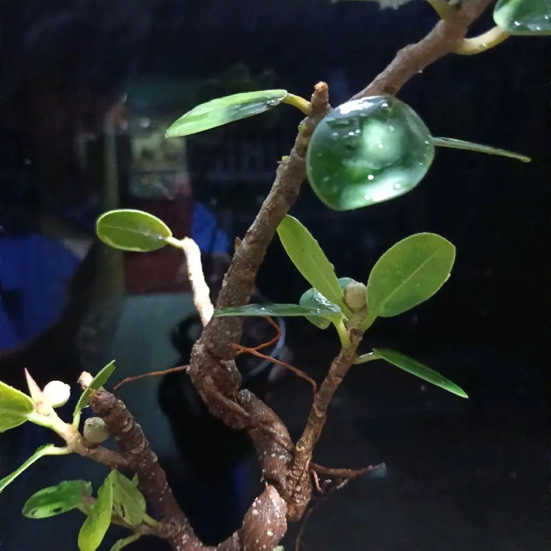 Bonsai beringin dollar meliuk ekstrem 8