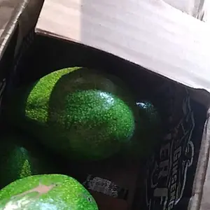 Alpukat Mini 1kg Isi 7-8 Buah Mentah Ideal untuk Meal dan Food Kenyamanan Penggunaan Sehari-hari